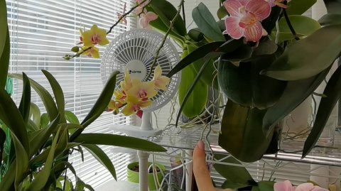 Бесконечная работа в орхо коллекции. Цель - не сварить орхидеи в летнюю жару #орхидея #орхидея дома