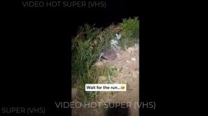 Видели птицу киви в дикой природе