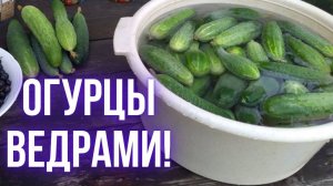 Огурцы ведрами всю осень! Как собирать урожай огурцов до самых заморозков?