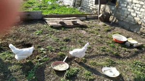 Новополянье! Деревенские будни!