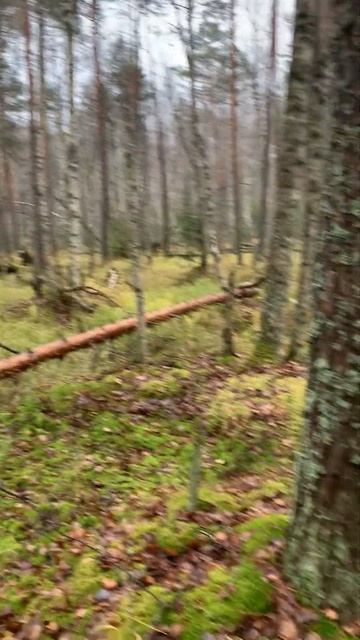 Болото, вроде мелко, но вязко смотреть онлайн