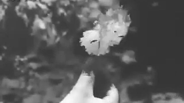 выращивание винограда в пятидесятых годах смотреть онлайн