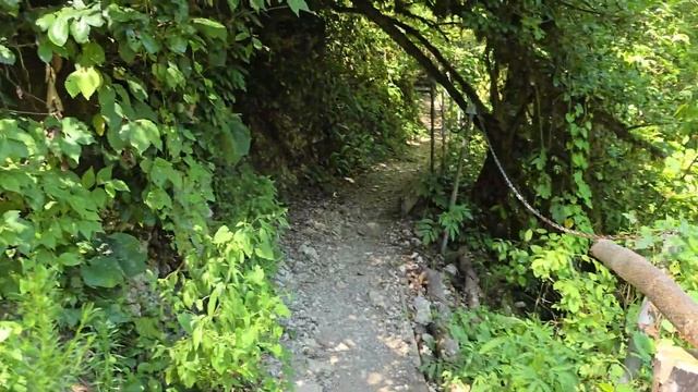 Сочи. Тисо-самшитовая роща. Река Хоста смотреть онлайн