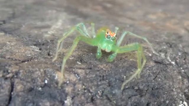 MAGNOLIA GREEN JUMPER - My garden ! смотреть онлайн