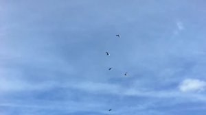 Николаевские голуби в Смоленске 8