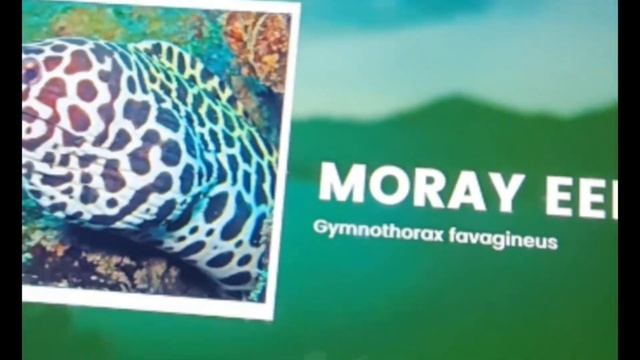 VGP Marine Kingdom part- 2 , very interesting amazing vlog, Tara Raja ⭐ family #shots #youtube #vlo смотреть онлайн