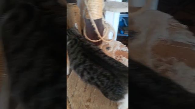 25 октября 2020 нужен дом. смотреть онлайн