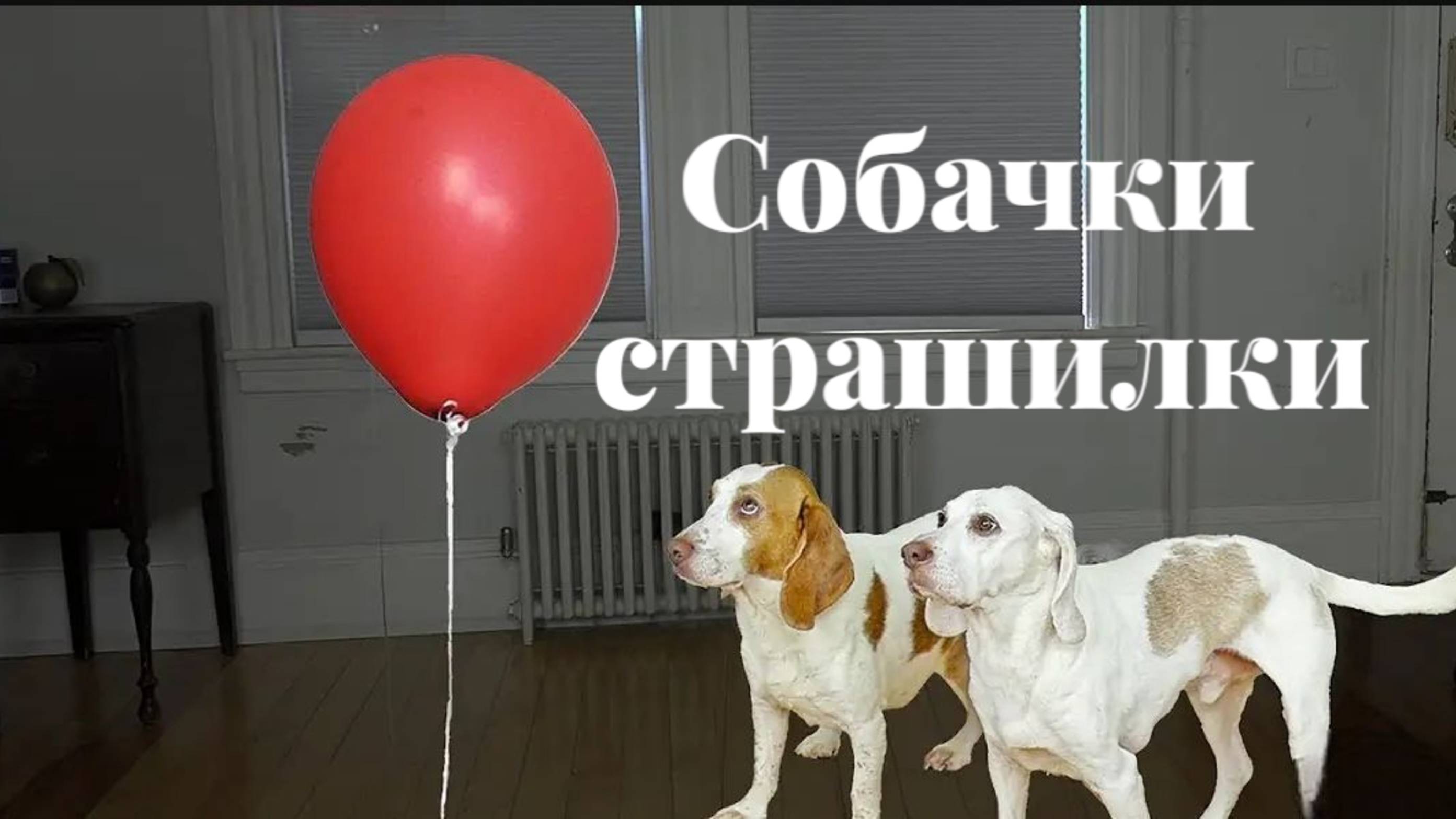 собачки страшилки против красных шаров