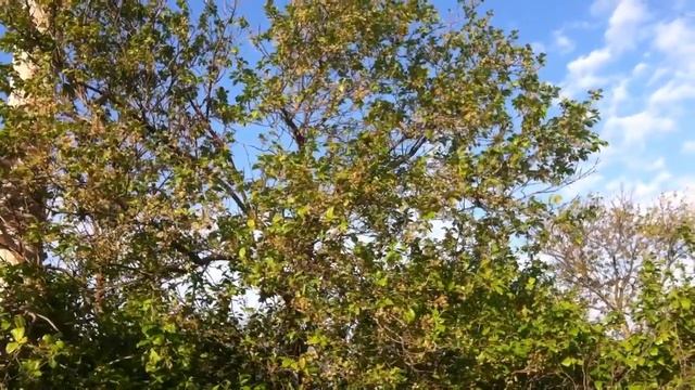 Хутор Николаевка смотреть онлайн