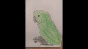 Попугай какапо Стих Аниты