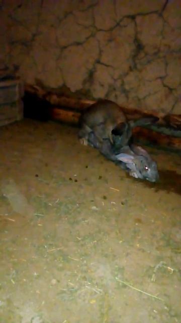 Ерёма Случка кроликов смотреть онлайн