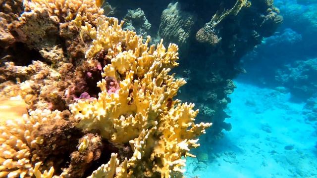 SNORKELING SHARKS BAY OASIS Коралловый риф snorkeling sharmelsheikh sharksbayoasis egypt