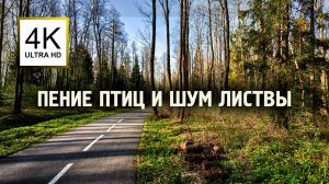 15 минут гармонии в Завидово 🌸 Шум листвы, пение птиц, шелест ветра | АСМР, эмбиент, антистресс
