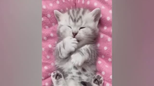 Смешные животные, вы только посмотрите! Приколы с котиками и песиками! смотреть онлайн