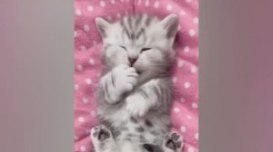 Смешные животные, вы только посмотрите! Приколы с котиками и песиками!