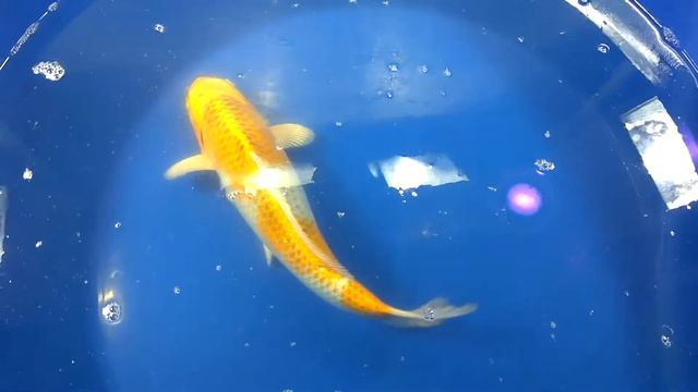 Карп кои породы Куджаку Япония Oofuchi смотреть онлайн