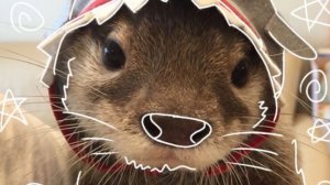 Что я связала за сегодня 
Мой любимый ❤️ зайчик