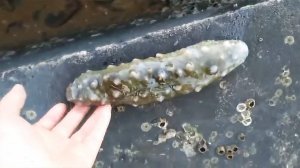 Охота и рыбалка в Китае. Хорошая рыбалка 2025, лобстеры и барабулька в ведёрке у Сяо Чжан!