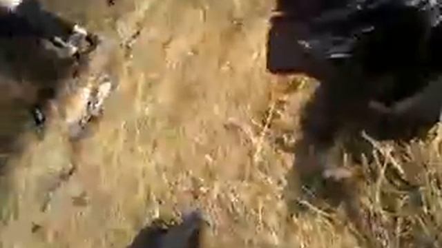 витебск 12 апреля шашлык смотреть онлайн