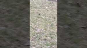 1000322473.mp4 НАЛЬЧИК МАРТ 2024 ПРОГУЛКИ ПО ОКРЕСТНОСТЯМ