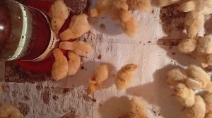 Трёхдневные перепелята и беседа о рационе йорка