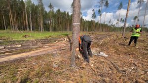 ЛЕСОРУБ 2024 Йошкар-Ола Соревнования по валке леса Часть 1