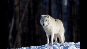 Музыка Чункурова Х