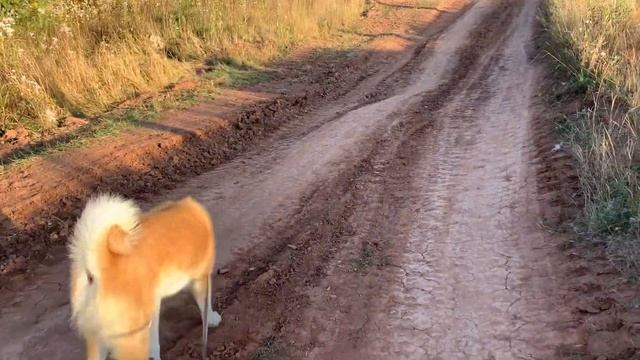 Вид на миллион долларов  😁#akita #akitadog #акита #акитаину #природа #осеннеенастроение#akitaonline смотреть онлайн