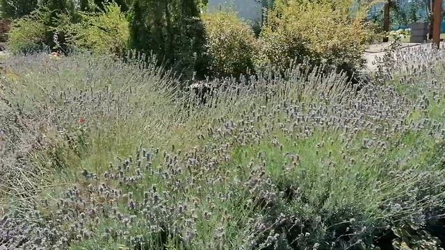 Прогулка по Парку Левобережный. Городской пляж. Левый берег Дона. Ростов-на-Дону. 17.08.2024 #trave смотреть онлайн