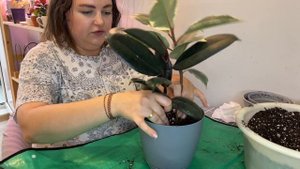 ПЕРЕСАДКА ФИКУСОВ | ЧЕРЕНКОВАНИЕ| ГРУНТ для фикусов | гинсенг микрокарпа | эластика | тинеке