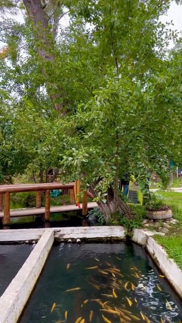 #дагестан #магарамкент #булах #форелевоехозяйство
