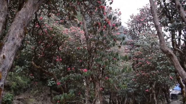 Вокруг Аннапурны, Часть 28 - Шикха - Сипронг смотреть онлайн