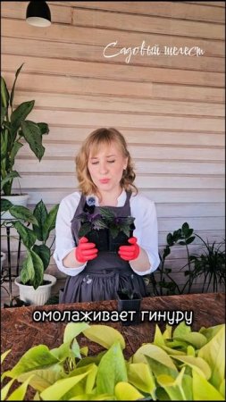 🌿Гинура. Уход и размножение.