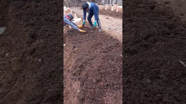 Бек-Абад.Соолжан багууну баштадык.28.11.2022-ж.Вотсап. +79991233568. 0222104774.(2) смотреть онлайн