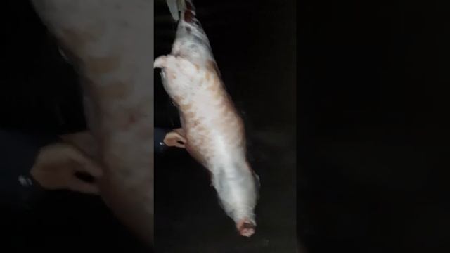 #Продала овечку. #Баранина в Казанское кафе. #Сколькожира... смотреть онлайн