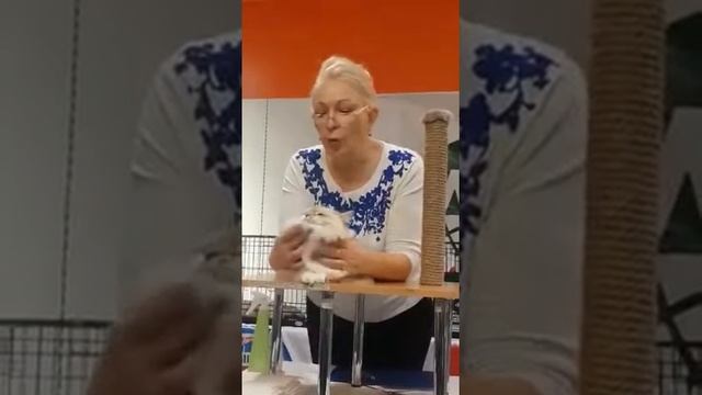 Aими LucianAurora на WCF ринге взрослых животных у Наталии Рожкововой (Латвия). смотреть онлайн