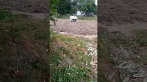 Копаем картошку лебедкой