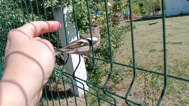 Ширяево. Винный ключ. смотреть онлайн