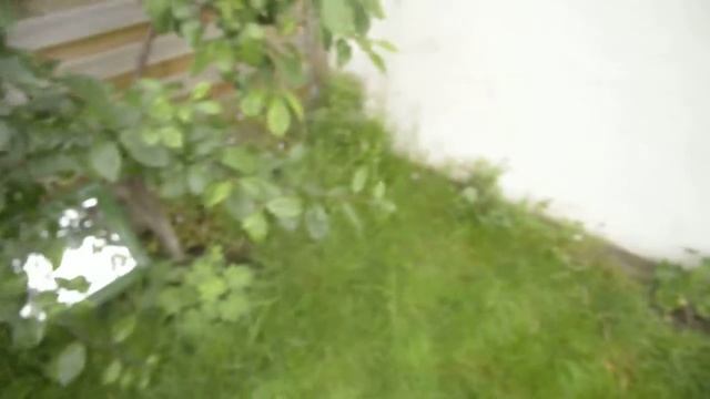 English Country(ish) Garden - Advice and Plant I.D.ing please!! смотреть онлайн