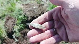 Разведка по Скифам .