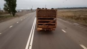 Баран везёт баранов...