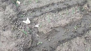 Огурцы в теплице, редис на огороде, птицы на даче!