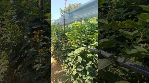 Что делать, если не растут саженцы ежевики и не только.