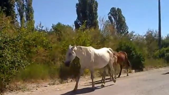 Табун в Алуште смотреть онлайн