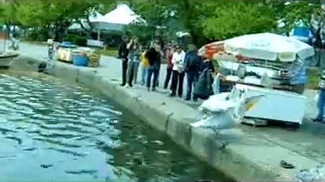 Pelikan Aliş, Erdek’in gözbebeği смотреть онлайн