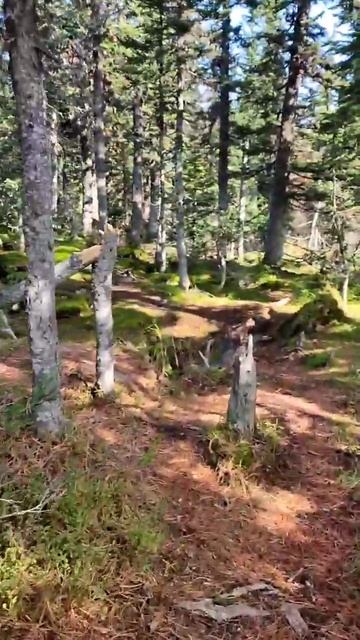 Тайга...Горы... Мегалиты...Медвежья Тропа...Берлога... смотреть онлайн