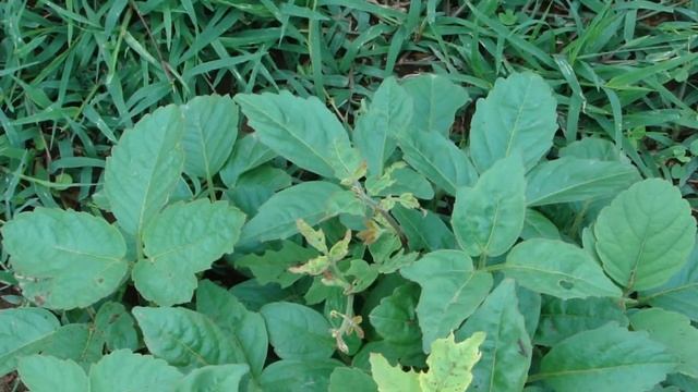 Antimigraine Plants in Pankaj Oudhia's Medicinal Plant Database. Part-252