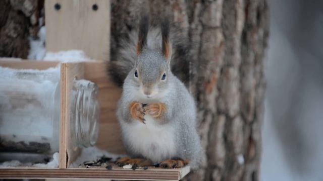 Белка семечки грызёт смотреть онлайн