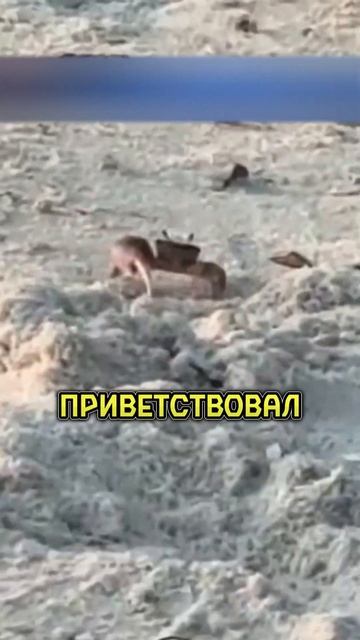 🙈НАШЁЛ НОВОГО ДРУГА смотреть онлайн