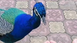 Абхазия территория пансионата Гагрипш...